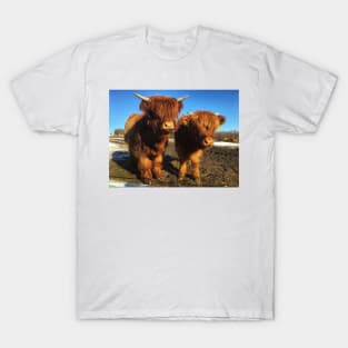 Scottish Highland Cattle Calves 1976 T-Shirt